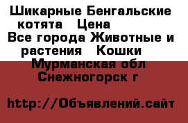 Шикарные Бенгальские котята › Цена ­ 25 000 - Все города Животные и растения » Кошки   . Мурманская обл.,Снежногорск г.